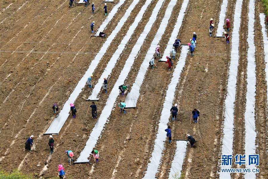 （決戰(zhàn)決勝脫貧攻堅(jiān)&middot;圖文互動）（4）貴州黔東南：搶抓壩區(qū)春耕 決勝脫貧攻堅(jiān)