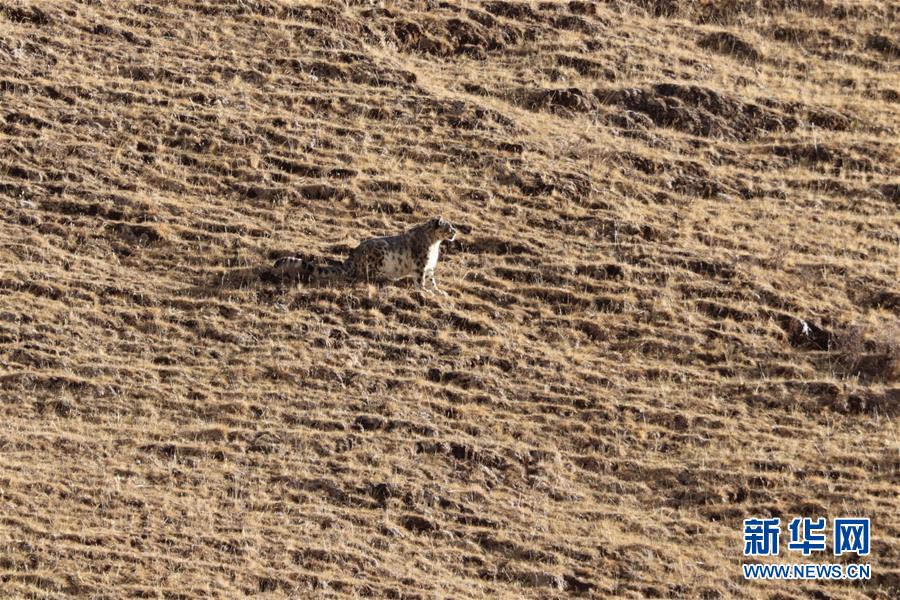 （玉樹地震10周年&middot;圖文互動(dòng)）（1）牧民才仁尼瑪?shù)?ldquo;科研&rdquo;人生