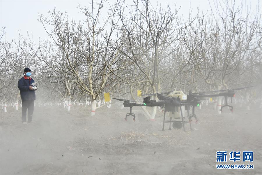 （決戰(zhàn)決勝脫貧攻堅(jiān)&middot;圖文互動）（1）南疆林果合作社百人技術(shù)隊(duì)的&ldquo;核桃雄心&rdquo;
