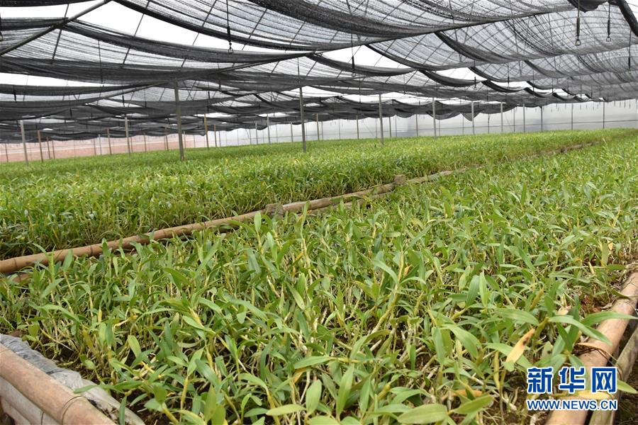 （決戰(zhàn)決勝脫貧攻堅(jiān)&middot;圖文互動）（1）這個(gè)脫貧縣的石頭為何比土金貴？