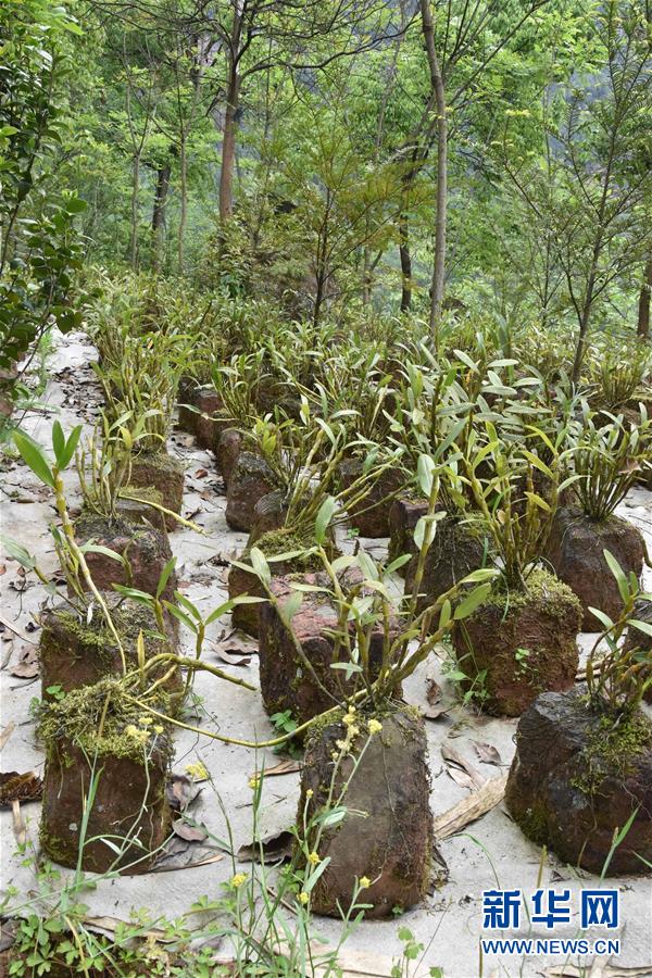 （決戰(zhàn)決勝脫貧攻堅(jiān)&middot;圖文互動）（3）這個(gè)脫貧縣的石頭為何比土金貴？