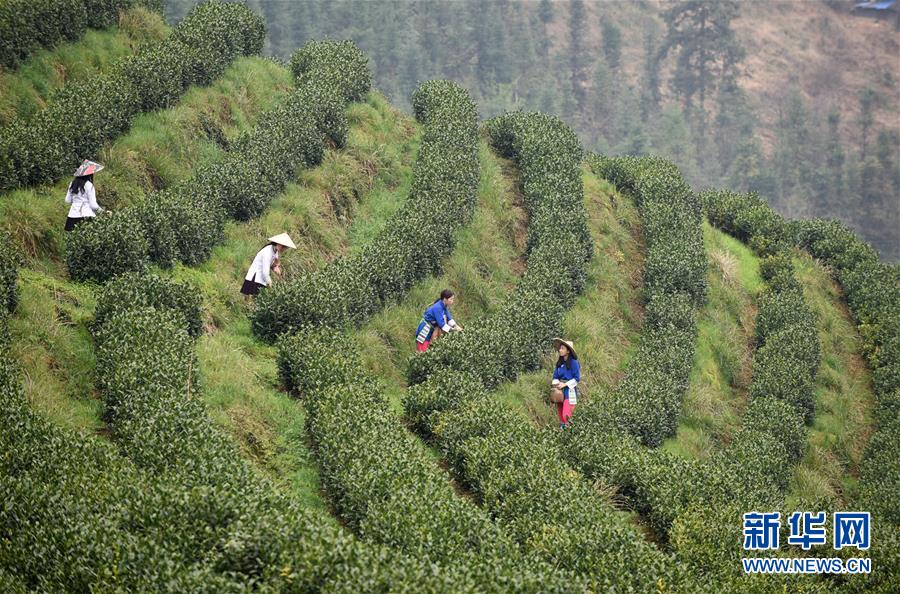 (決戰(zhàn)決勝脫貧攻堅·圖文互動)(3)田野“變奏”讓薄土“生金”——貴州農(nóng)村產(chǎn)業(yè)革命助推脫貧攻堅見聞