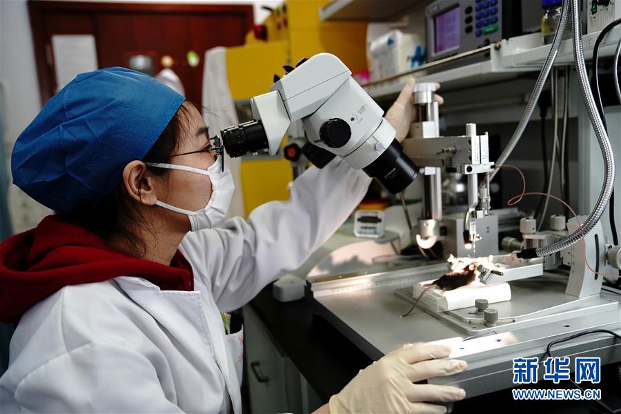 （圖文互動(dòng)）（2）攻擊行為如何被大腦控制？科學(xué)家在小鼠大腦中發(fā)現(xiàn)&ldquo;調(diào)節(jié)開關(guān)&rdquo;