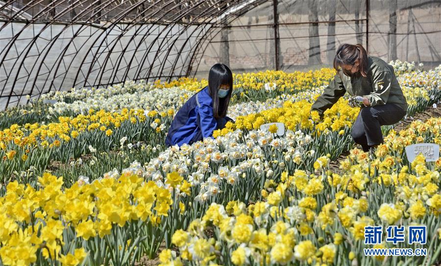 （圖文互動(dòng)）（6）這座小城，鐫刻下怎樣的&ldquo;世園印記&rdquo;&mdash;&mdash;北京世園會(huì)開(kāi)園一周年探訪延慶