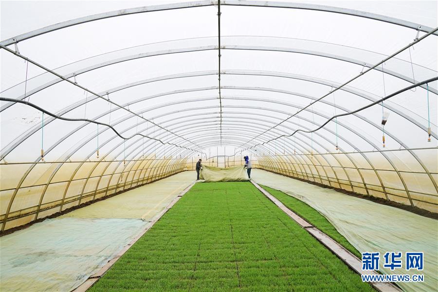 (新華全媒頭條·圖文互動)(3)讓中國飯碗端得更牢——“中華糧倉”春耕剪影