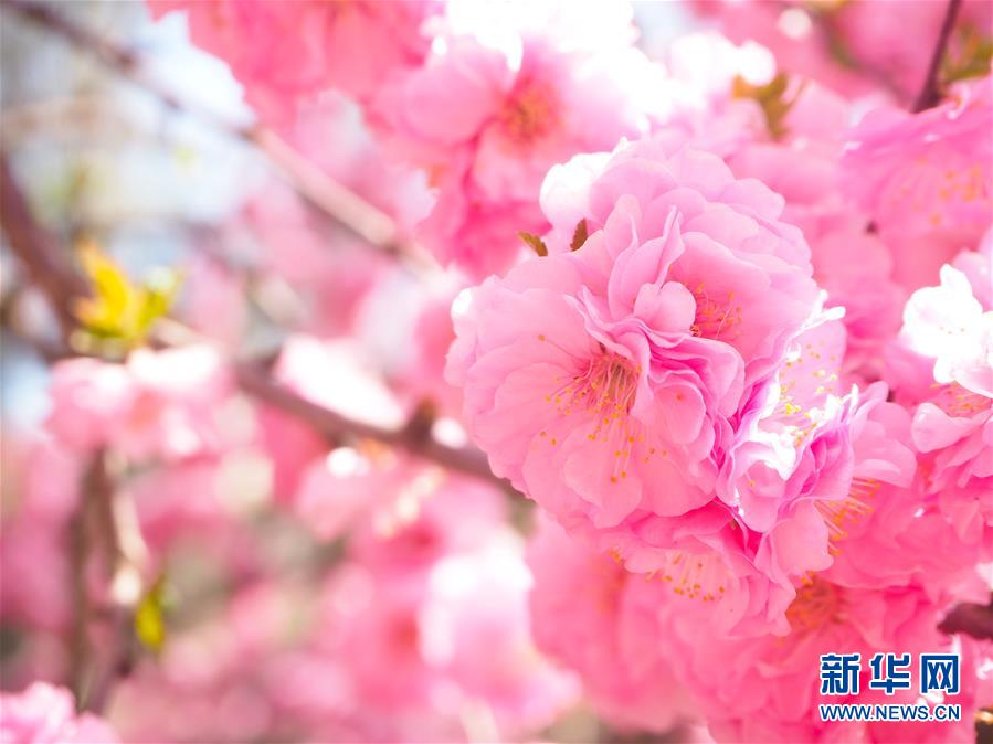 (圖文互動(dòng))(3)特寫(xiě):西寧花事