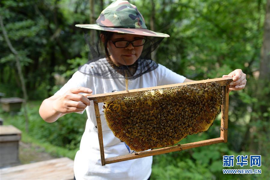 (決戰(zhàn)決勝脫貧攻堅·圖文互動)(3)“蜂妹子”楊春竹:鄉(xiāng)村發(fā)展需要年輕人”