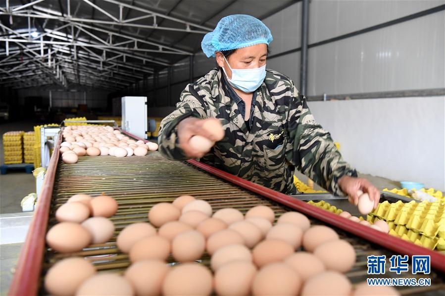 (決戰(zhàn)決勝脫貧攻堅·圖文互動)(1)河南汝陽:發(fā)展特色種植養(yǎng)殖產(chǎn)業(yè)助力農(nóng)民脫貧