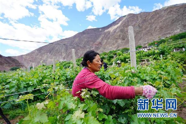 (決戰(zhàn)決勝脫貧攻堅(jiān)·圖文互動)(2)西藏昌都“甜蜜”產(chǎn)業(yè)助脫貧