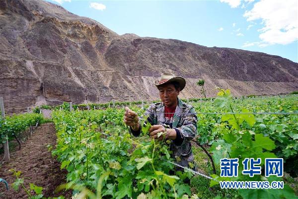(決戰(zhàn)決勝脫貧攻堅(jiān)·圖文互動)(3)西藏昌都“甜蜜”產(chǎn)業(yè)助脫貧