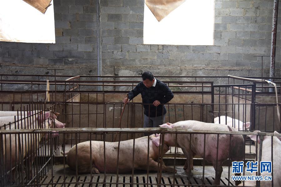 (新華全媒頭條·圖文互動)(4)刺梨花開滿山紅——記在貴州脫貧攻堅一線奮斗的殘疾人