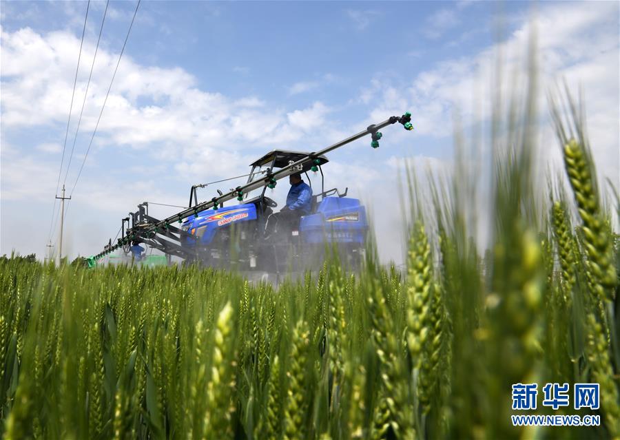 （在習近平新時代中國特色社會主義思想指引下&mdash;&mdash;新時代新作為新篇章&middot;習近平總書記關(guān)切事&middot;圖文互動）（7）新農(nóng)事、新希望&mdash;&mdash;夏收前田間新動態(tài)掃描