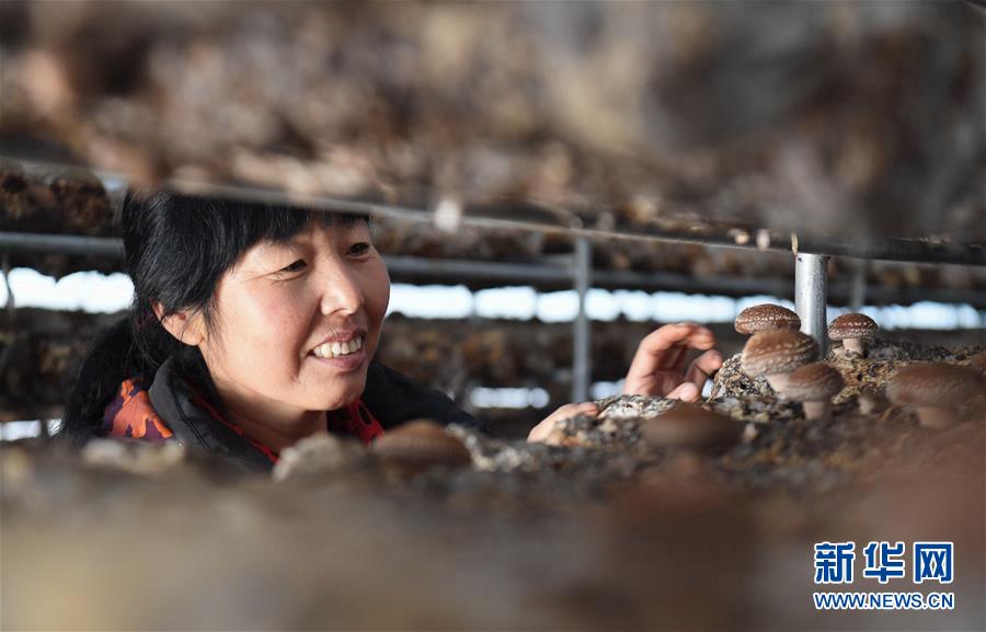 (新華全媒頭條·圖文互動)(4)且看信心如何讓黃土變成金——“環(huán)京津貧困帶”整體脫貧記