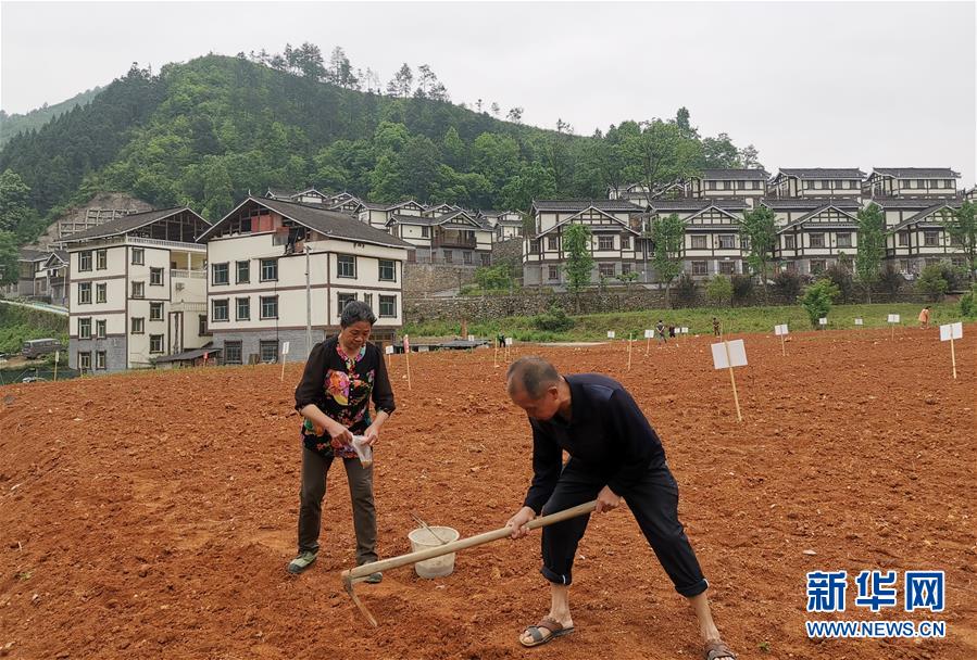 （決戰(zhàn)決勝脫貧攻堅(jiān)&middot;圖文互動(dòng)）（1）一分菜園穩(wěn)&ldquo;心遷&rdquo;