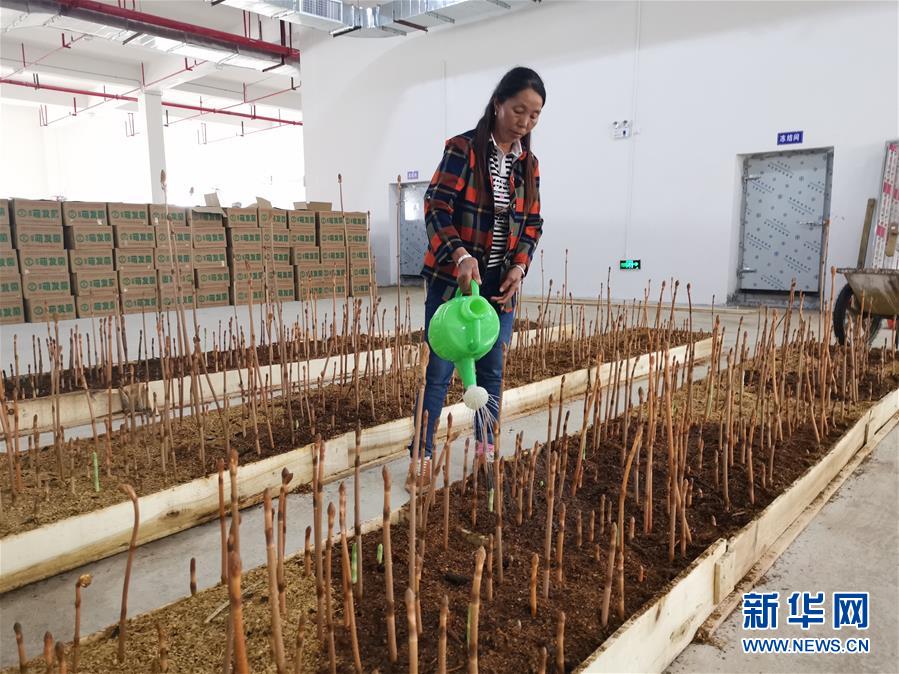 (決戰(zhàn)決勝脫貧攻堅(jiān)·圖文互動(dòng))(1)喚醒“沉睡的大山”——“經(jīng)營(yíng)鄉(xiāng)村”讓烏蒙山極貧鄉(xiāng)變了“模樣”