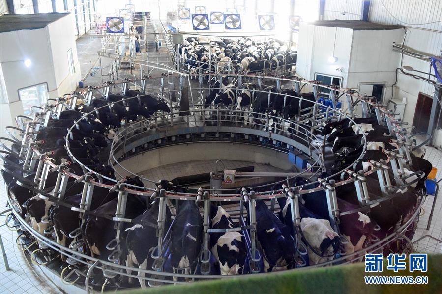 (圖文互動)(2)烏魯木齊:實施“哺育工程” 23萬余學(xué)齡前兒童免費喝牛奶