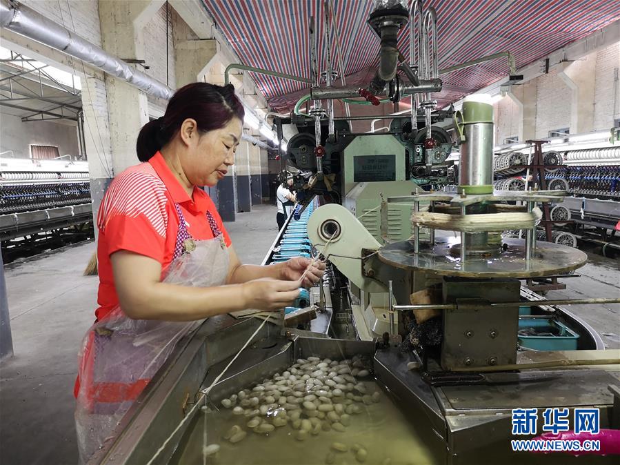 (決戰(zhàn)決勝脫貧攻堅·圖文互動)(2)桑蠶養(yǎng)殖助力太行山區(qū)農(nóng)戶增收