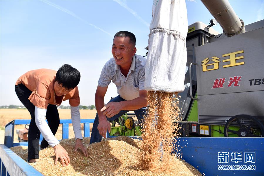 (關(guān)注三夏·圖文互動)(1)2020 豐收的心情