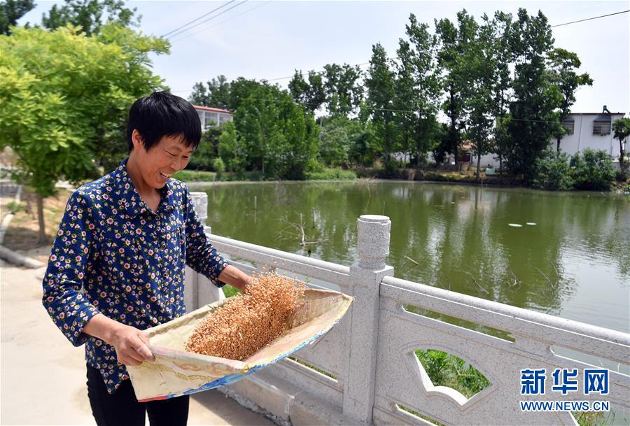 (關(guān)注三夏·圖文互動)(2)2020 豐收的心情