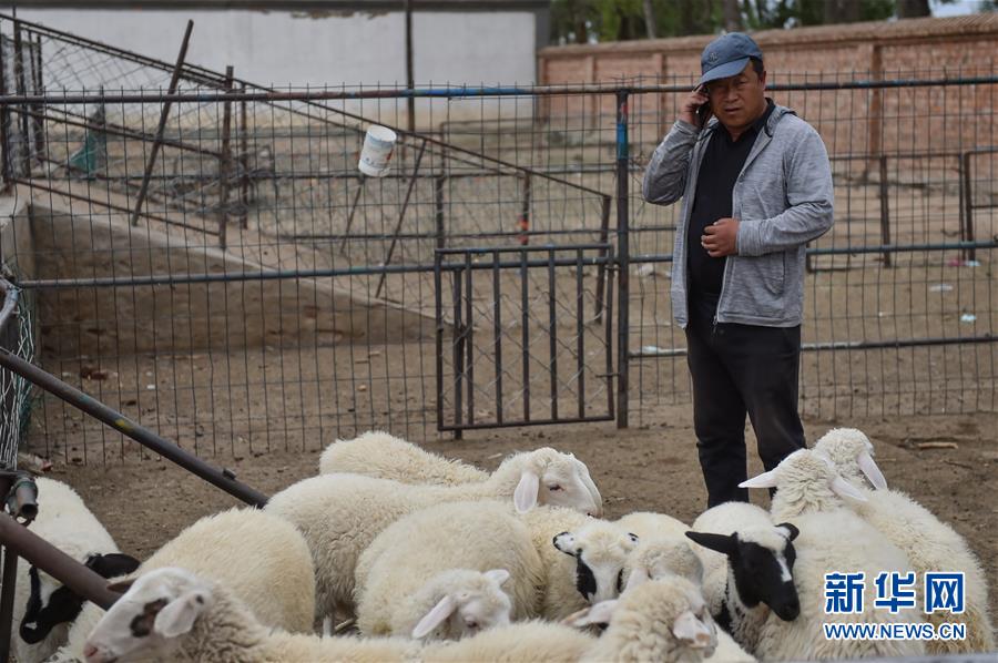 （決戰(zhàn)決勝脫貧攻堅(jiān)&middot;圖文互動）（1）&ldquo;活羊經(jīng)紀(jì)人&rdquo;老白