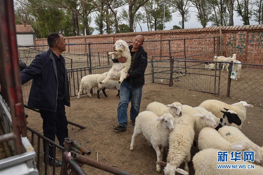 （決戰(zhàn)決勝脫貧攻堅(jiān)&middot;圖文互動）（2）&ldquo;活羊經(jīng)紀(jì)人&rdquo;老白