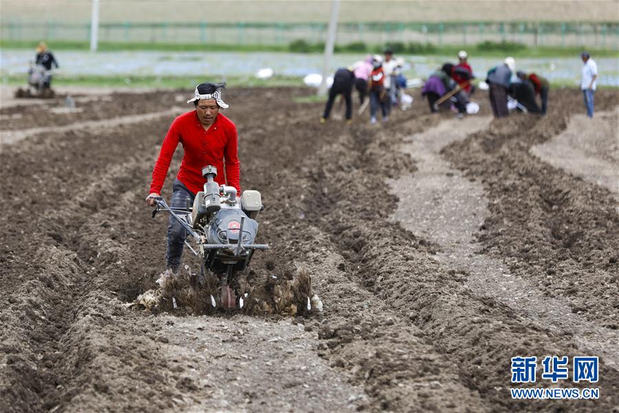 (圖文互動)(8)高原之音
