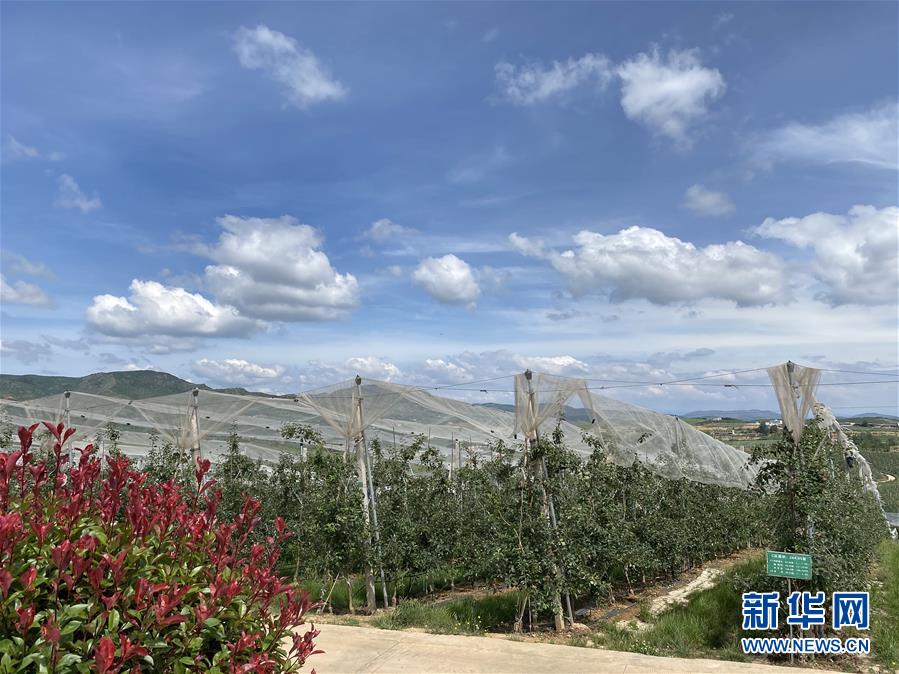 （決戰(zhàn)決勝脫貧攻堅&middot;圖文互動）（3）高原紅了，日子好了&mdash;&mdash;貴州海拔最高縣發(fā)展蘋果產業(yè)見聞