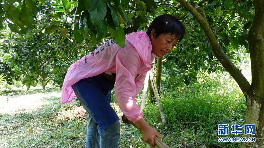 （新華網(wǎng)&middot;決戰(zhàn)決勝脫貧攻堅(jiān)&middot;圖文互動(dòng)）（2）貴州思南：強(qiáng)村帶弱村 &ldquo;抱團(tuán)&rdquo;促增收