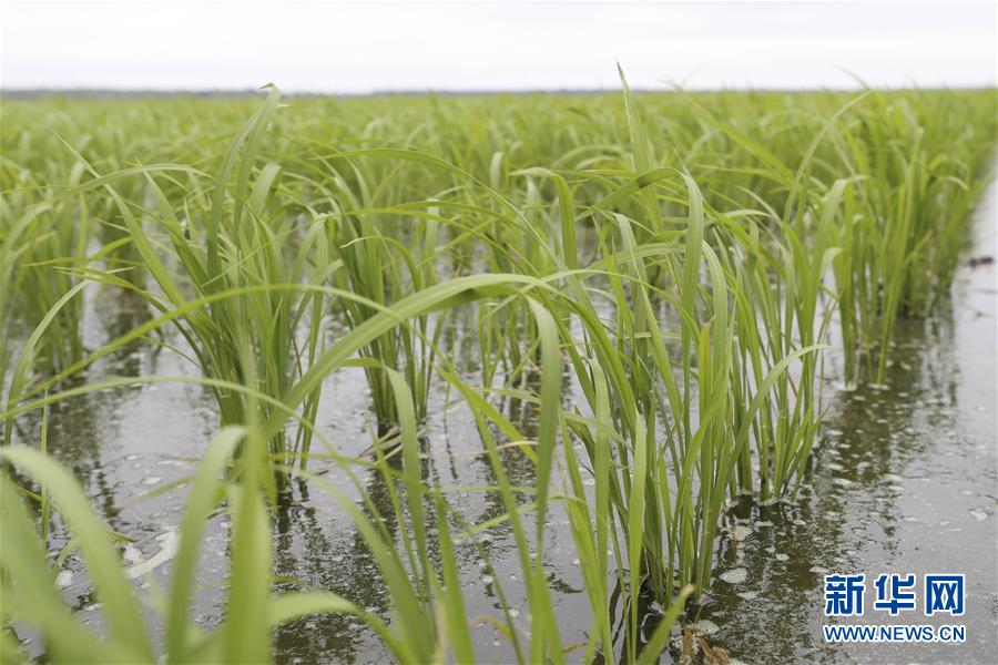 (走向我們的小康生活·圖文互動(dòng))(1)端牢“中國(guó)飯碗” 播種綠色小康