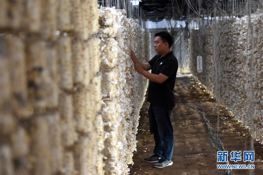  （新華全媒頭條&middot;圖文互動(dòng)）（7）青春，在希望的田野上&mdash;&mdash;大別山區(qū)尋訪&ldquo;城歸&rdquo;大學(xué)畢業(yè)生