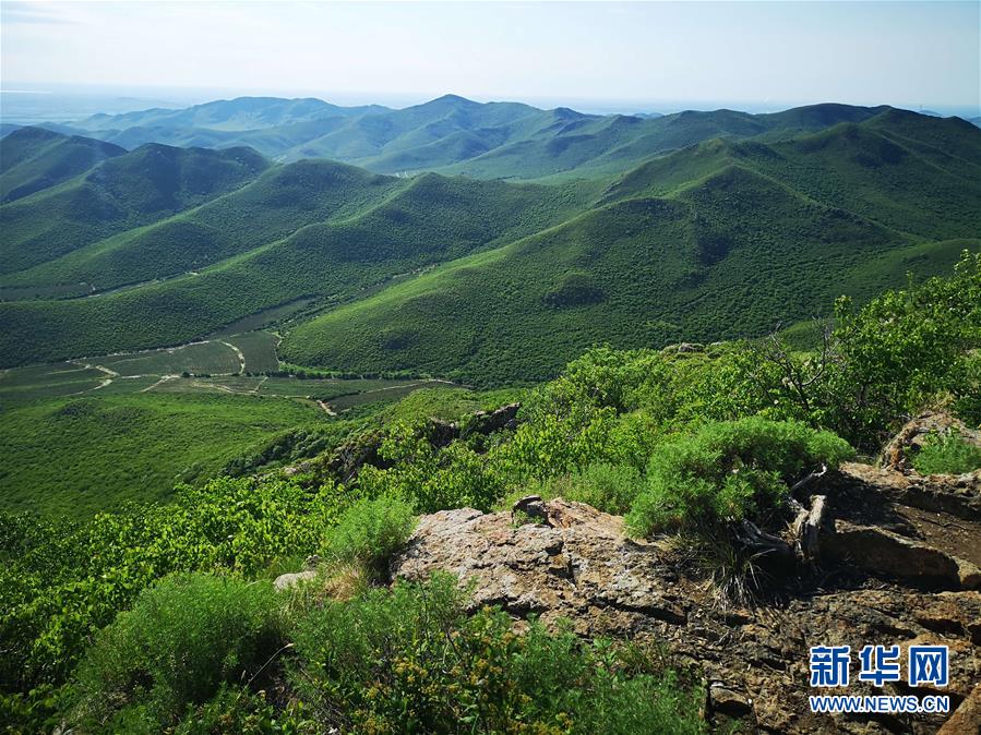 (決戰(zhàn)決勝脫貧攻堅(jiān)·圖文互動(dòng))(1)內(nèi)蒙古科右中旗:把準(zhǔn)發(fā)展方向 “楓馬牛”可相及