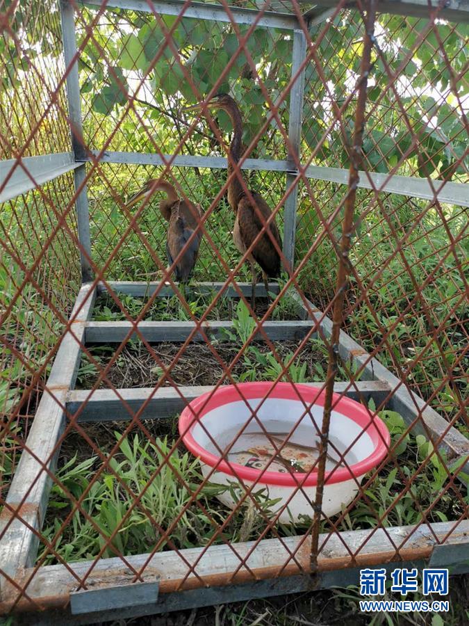 （防汛抗洪&middot;圖文互動）（3）洞庭湖洪水中的野生動物&ldquo;生死營救&rdquo;