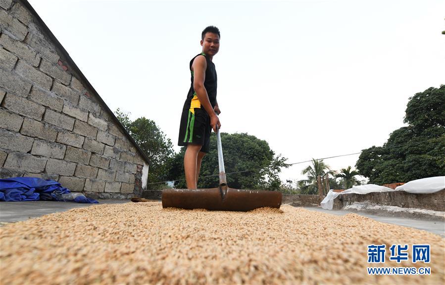 (走向我們的小康生活·圖文互動)(4)黎苗山鄉(xiāng)種養(yǎng)“老行當(dāng)”擦亮“綠色牌”