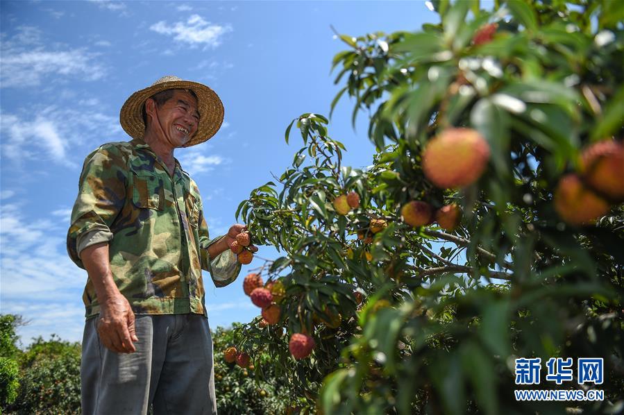 (新華全媒頭條·走向我們的小康生活·圖文互動(dòng))(15)留住鄉(xiāng)愁留住美——千村競秀綴瓊州