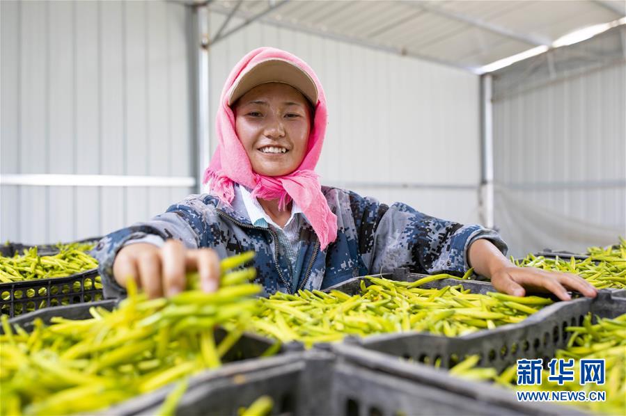 (新華全媒頭條·走向我們的小康生活·圖文互動(dòng))(12)23萬(wàn)人的命運(yùn)轉(zhuǎn)折——我國(guó)最大易地生態(tài)移民安置區(qū)的脫貧密碼