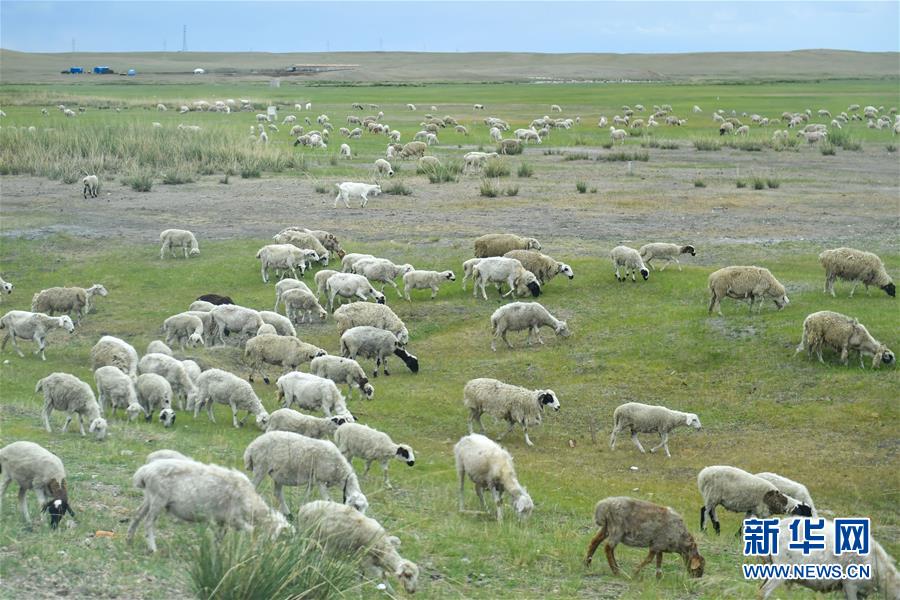 （走向我們的小康生活&middot;圖文互動）（1）草原有了網(wǎng)，手機(jī)能放羊&mdash;&mdash;看呼倫貝爾大草原牧民生活變了樣 