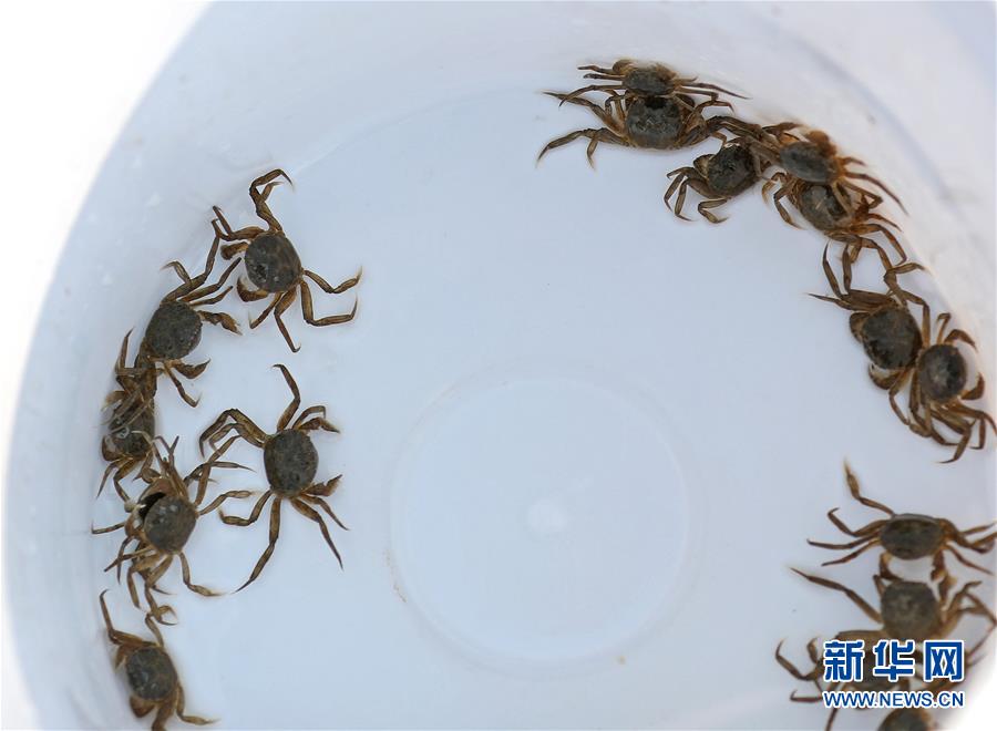 (新華全媒頭條·走向我們的小康生活·圖文互動(dòng))(13)“南大荒”變“稻蟹鄉(xiāng)”——資源枯竭型城市盤(pán)錦的鄉(xiāng)村振興之路