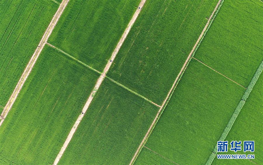 (新華全媒頭條·走向我們的小康生活·圖文互動(dòng))(15)“南大荒”變“稻蟹鄉(xiāng)”——資源枯竭型城市盤(pán)錦的鄉(xiāng)村振興之路