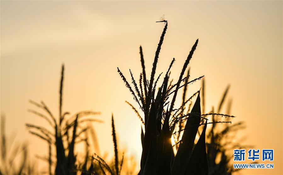 （在習(xí)近平新時代中國特色社會主義思想指引下&mdash;&mdash;新時代新作為新篇章&middot;習(xí)近平總書記關(guān)切事&middot;圖文互動）（1）為黑土加&ldquo;油&rdquo;&mdash;&mdash;&ldquo;耕地中的大熊貓&rdquo;，我們這樣保護(hù)
