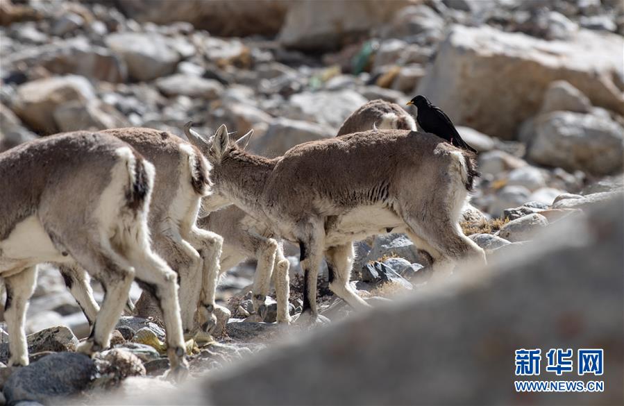 (圖文互動)(3)“最美第三極”:筑起生態(tài)文明高地