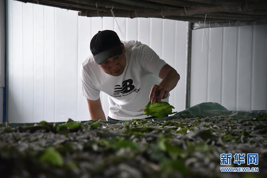 （決戰(zhàn)決勝脫貧攻堅(jiān)&middot;圖文互動(dòng)）（3）&ldquo;江南繅絲&rdquo;喀斯特深山扎根記