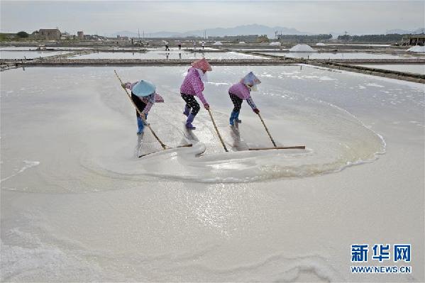 #(社會(huì))(1)福建泉州:防御臺(tái)風(fēng) 搶收原鹽