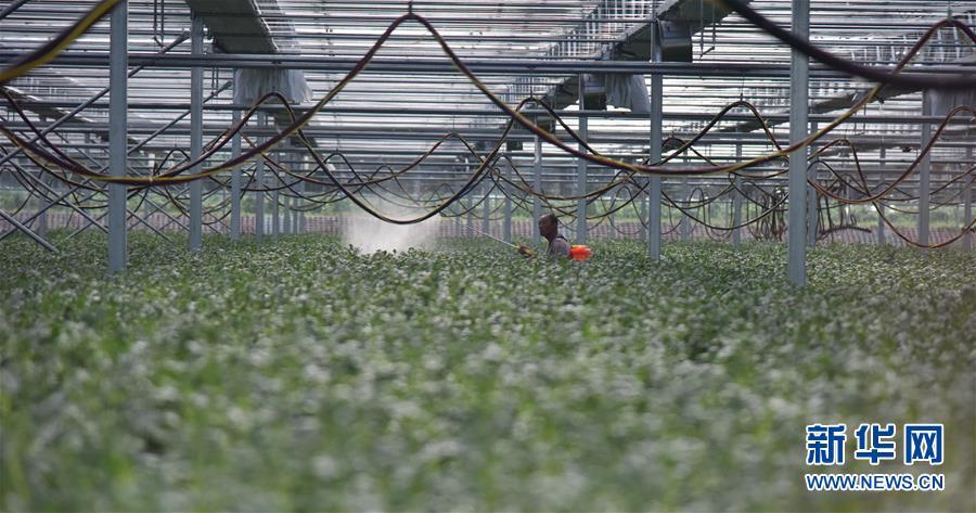 (決戰(zhàn)決勝脫貧攻堅·圖文互動)(3)“小土豆” 漸成增收大產業(yè)