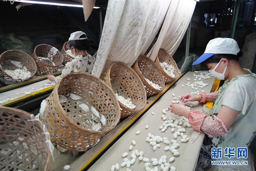 （走向我們的小康生活&middot;圖文互動）（1）綠了青山，紅了日子&mdash;&mdash;秦巴山區(qū)群眾繪出小康&ldquo;調(diào)色板&rdquo;