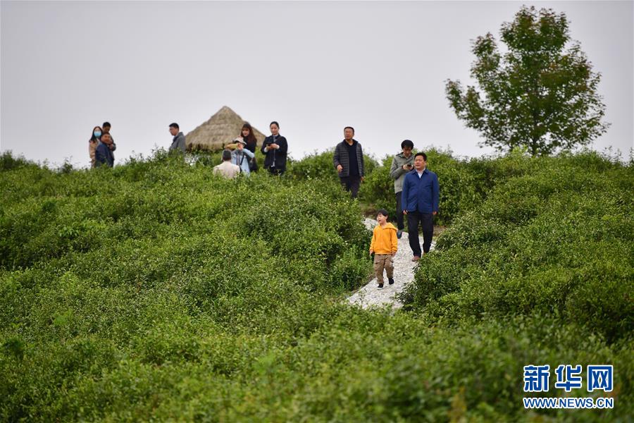 （走向我們的小康生活&middot;圖文互動）（7）綠了青山，紅了日子&mdash;&mdash;秦巴山區(qū)群眾繪出小康&ldquo;調(diào)色板&rdquo;