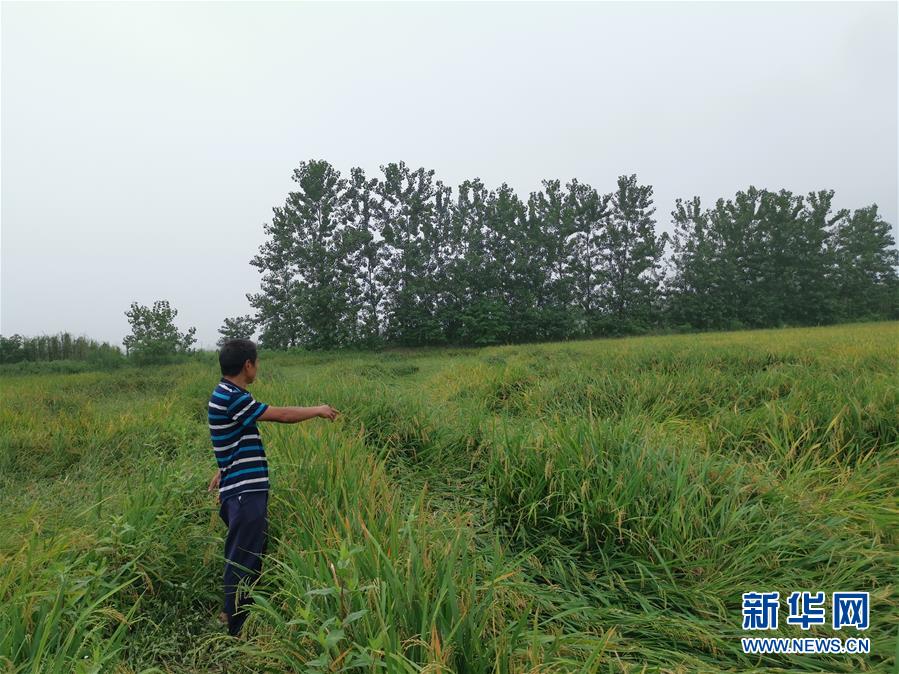 （新華視點&middot;聚焦餐桌外的浪費&middot;圖文互動）（2）顆粒歸倉為何難實現(xiàn)？我國糧食收割環(huán)節(jié)損失驚人