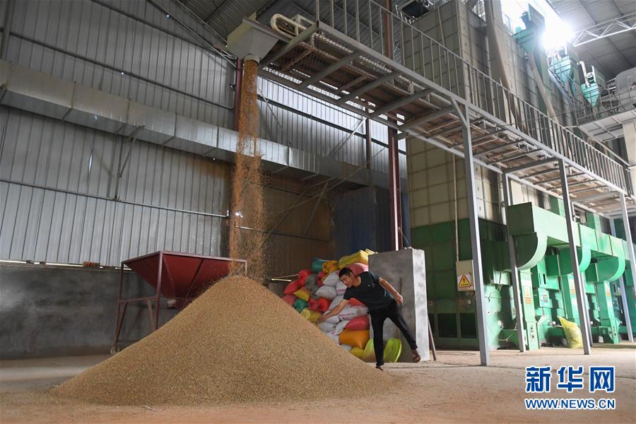 （新華視點&middot;聚焦餐桌外的浪費&middot;圖文互動）（1）農(nóng)戶儲糧損失達8%！設施普遍簡陋，蟲害霉變堪憂