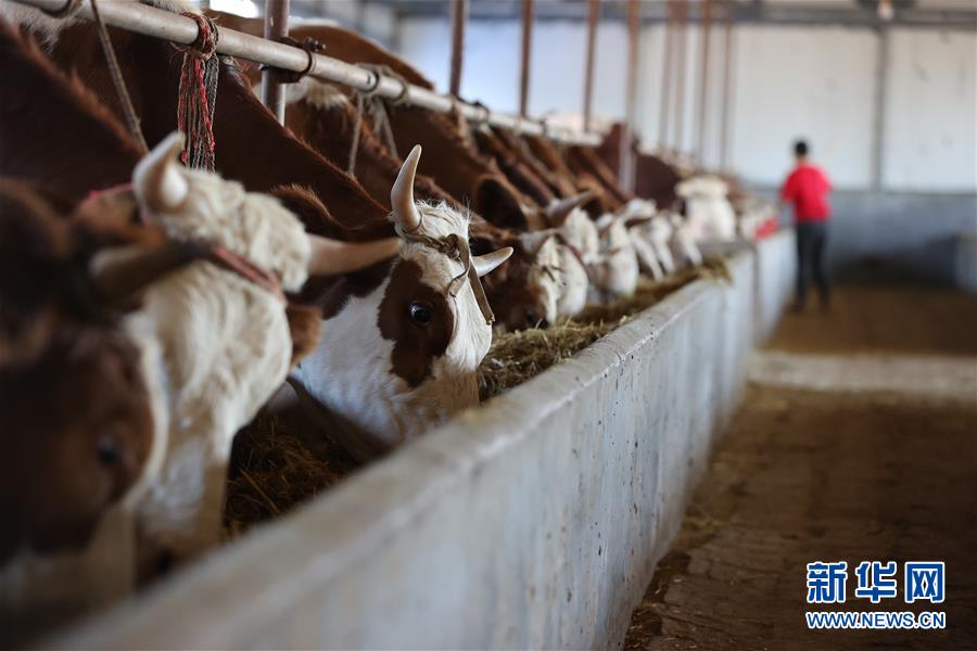 (決戰(zhàn)決勝脫貧攻堅·圖文互動)(3)再戰(zhàn)“北大倉”