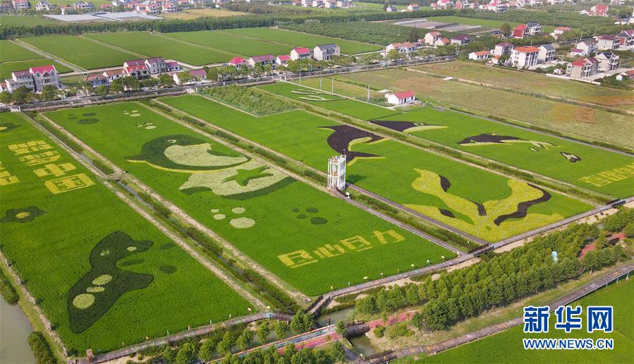 (新華視界)(1)扮靚稻田迎豐收