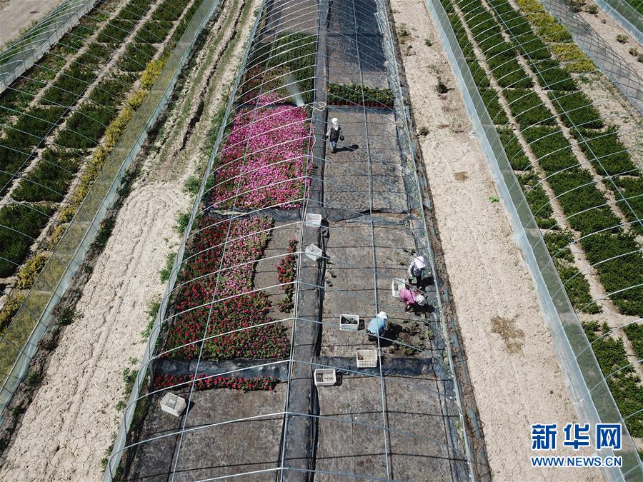 （新華全媒頭條&middot;走向我們的小康生活&middot;圖文互動）（1）&ldquo;苦甲&rdquo;不再，&ldquo;甘味&rdquo;綿長&mdash;&mdash;脫貧攻堅的甘肅味道